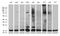 RNA Polymerase II Subunit H antibody, LS-C795621, Lifespan Biosciences, Western Blot image 