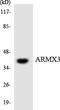 Armadillo Repeat Containing X-Linked 3 antibody, LS-C200149, Lifespan Biosciences, Western Blot image 