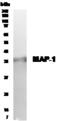 Modulator Of Apoptosis 1 antibody, GTX30482, GeneTex, Western Blot image 