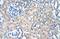 Polyamine Modulated Factor 1 antibody, A08465, Boster Biological Technology, Immunohistochemistry paraffin image 