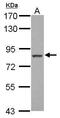 FCH Domain Only 2 antibody, GTX120444, GeneTex, Western Blot image 