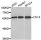 CD1a Molecule antibody, A5722, ABclonal Technology, Western Blot image 
