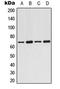 Armadillo Repeat Containing X-Linked 2 antibody, LS-C354131, Lifespan Biosciences, Western Blot image 