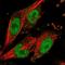 BCL2 Interacting Protein 5 antibody, NBP1-90494, Novus Biologicals, Immunofluorescence image 