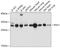 Ras Suppressor Protein 1 antibody, 14-061, ProSci, Western Blot image 