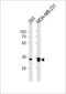 Golgi Phosphoprotein 3 antibody, LS-C203930, Lifespan Biosciences, Western Blot image 