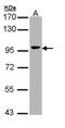 Villin 1 antibody, PA5-22072, Invitrogen Antibodies, Western Blot image 