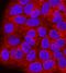 Proprotein Convertase Subtilisin/Kexin Type 2 antibody, MAB6018, R&D Systems, Immunocytochemistry image 