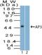 Adaptor Related Protein Complex 3 Subunit Mu 1 antibody, PA5-73006, Invitrogen Antibodies, Western Blot image 