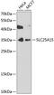 Solute Carrier Family 25 Member 15 antibody, 19-356, ProSci, Western Blot image 