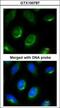 Laminin Subunit Beta 1 antibody, GTX100787, GeneTex, Immunofluorescence image 