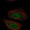 Zyg-11 Family Member A, Cell Cycle Regulator antibody, PA5-65065, Invitrogen Antibodies, Immunofluorescence image 