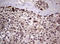 Actin Filament Associated Protein 1 antibody, LS-C336514, Lifespan Biosciences, Immunohistochemistry paraffin image 