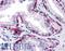 Keratin 81 antibody, LS-B4365, Lifespan Biosciences, Immunohistochemistry paraffin image 