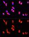 Annexin A3 antibody, GTX65903, GeneTex, Immunocytochemistry image 