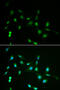 Piwi Like RNA-Mediated Gene Silencing 4 antibody, 18-960, ProSci, Immunofluorescence image 