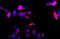 Tubulin Beta 3 Class III antibody, NB120-11314, Novus Biologicals, Immunocytochemistry image 