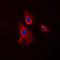 Tripartite Motif Containing 24 antibody, orb214831, Biorbyt, Immunofluorescence image 