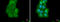 Nucleolar And Coiled-Body Phosphoprotein 1 antibody, GTX115205, GeneTex, Immunocytochemistry image 