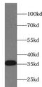 ER Membrane Protein Complex Subunit 2 antibody, FNab09083, FineTest, Western Blot image 