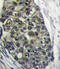 LDL Receptor Related Protein 6 antibody, abx032705, Abbexa, Immunohistochemistry frozen image 