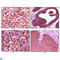 Casein Kinase 1 Alpha 1 antibody, LS-C813965, Lifespan Biosciences, Western Blot image 