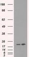 Dihydrofolate Reductase antibody, MA5-24950, Invitrogen Antibodies, Western Blot image 