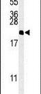 Nucleosome Assembly Protein 1 Like 5 antibody, PA5-26748, Invitrogen Antibodies, Western Blot image 