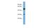 Family With Sequence Similarity 3 Member B antibody, PA5-42794, Invitrogen Antibodies, Western Blot image 