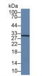 Interleukin 12A antibody, abx132018, Abbexa, Western Blot image 