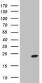 Integrin cytoplasmic domain-associated protein 1 antibody, M05778, Boster Biological Technology, Western Blot image 