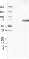 SRY-Box 11 antibody, NBP2-52865, Novus Biologicals, Western Blot image 