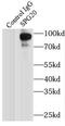 Spartin antibody, FNab08155, FineTest, Immunoprecipitation image 