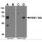 Head activator antibody, TA160089, Origene, Western Blot image 