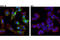 Cathepsin B antibody, 31718T, Cell Signaling Technology, Immunocytochemistry image 