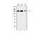 SWI/SNF Related, Matrix Associated, Actin Dependent Regulator Of Chromatin, Subfamily A, Member 2 antibody, M01888, Boster Biological Technology, Western Blot image 