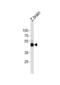 Autophagy Related 4B Cysteine Peptidase antibody, abx034973, Abbexa, Western Blot image 