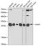 Guanidinoacetate N-Methyltransferase antibody, 22-340, ProSci, Western Blot image 