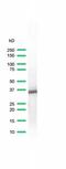 POU Class 2 Homeobox Associating Factor 1 antibody, MA5-16323, Invitrogen Antibodies, Western Blot image 