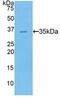 Carboxypeptidase B2 antibody, MBS2006309, MyBioSource, Western Blot image 