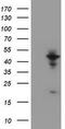 WD repeat-containing protein 74 antibody, TA800467AM, Origene, Western Blot image 