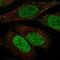 Tyrosyl-DNA Phosphodiesterase 1 antibody, PA5-67165, Invitrogen Antibodies, Immunofluorescence image 