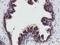 Golgi Membrane Protein 1 antibody, NBP2-01639, Novus Biologicals, Immunohistochemistry frozen image 