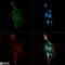 Ceramide kinase antibody, NB100-2911, Novus Biologicals, Immunofluorescence image 