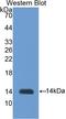 Inhibin Subunit Beta B antibody, LS-C724354, Lifespan Biosciences, Western Blot image 