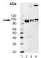 Insulin Receptor antibody, ab69508, Abcam, Western Blot image 
