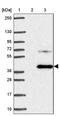 Transmembrane protein 237 antibody, PA5-63013, Invitrogen Antibodies, Western Blot image 