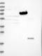 Sine Oculis Binding Protein Homolog antibody, NBP1-90442, Novus Biologicals, Western Blot image 