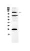 Nuclear Factor Of Activated T Cells 3 antibody, A02727-2, Boster Biological Technology, Western Blot image 