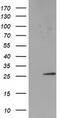 SSX Family Member 1 antibody, CF502523, Origene, Western Blot image 